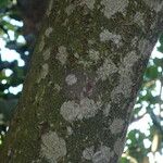 Calophyllum inophyllum Bark