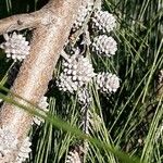 Casuarina cunninghamiana Ffrwyth