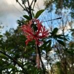 Hibiscus schizopetalus Cvet