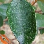 Croton insularis List