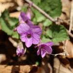 Viola selkirkii Цвят