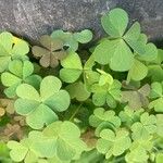 Oxalis fontana Blad