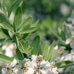 Pyrus amygdaliformis Flower