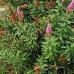 Spiraea salicifolia Habit