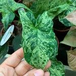 Syngonium podophyllumBlad