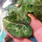 Cyclamen hederifolium其他