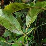 Guioa ovalis Leaf