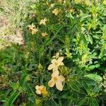 Barleria eranthemoides Blomst