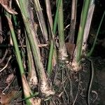 Elettaria cardamomum 樹皮