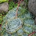 Echeveria secunda Blatt