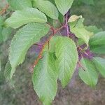 Prunus americana Blatt