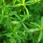 Galium palustre Blatt