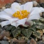 Ariocarpus kotschoubeyanus 花