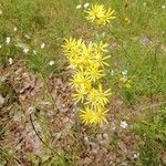 Jacobaea vulgarisFlower