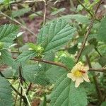 Sida ulmifolia Ліст