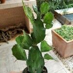 Opuntia monacanthaLeaf