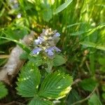 Ajuga reptans花