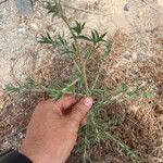 Bassia hyssopifolia 叶
