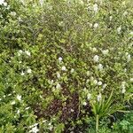 Fothergilla gardenii Hábito