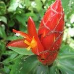 Costus pulverulentus Fleur