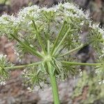 Laserpitium halleri Flower