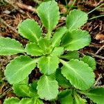 Saxifraga umbrosa Folla