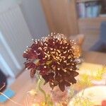 Scabiosa atropurpureaFlower