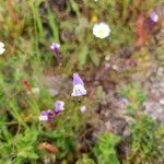 Linaria algarviana Flower