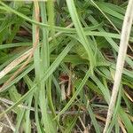 Armeria multiceps Hoja