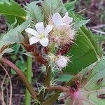 Jatropha macrorhiza Cvet