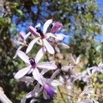 Melia azedarach Floare