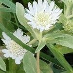 Lomelosia prolifera Fleur