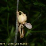 Epipogium aphyllum Mbuma