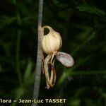 Epipogium aphyllum Fruit