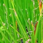 Zephyranthes candida Hoja