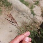 Dichanthium annulatum Flower