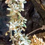 Polycarpaea nivea Hoja