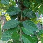Syzygium polyanthum Leaf