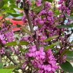 Cercis chinensis Fruto