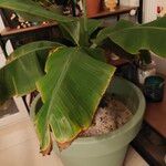 Musa acuminata Feuille