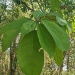 Ficus lutea Blatt