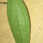 Smilax siphilitica Leaf