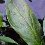 Veronica beccabunga Leaf