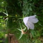 Campanula persicifoliaFloare