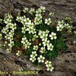 Saxifraga muscoides Habitus