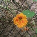 Tropaeolum majusFlower