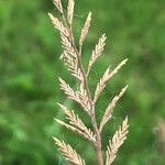 Catapodium rigidum Hoja