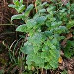 Mentha × villosa Habitatea