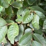 Psidium guineense List