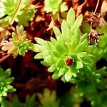 Saxifraga praetermissa Flower